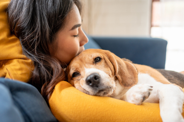 Dog laying on owner